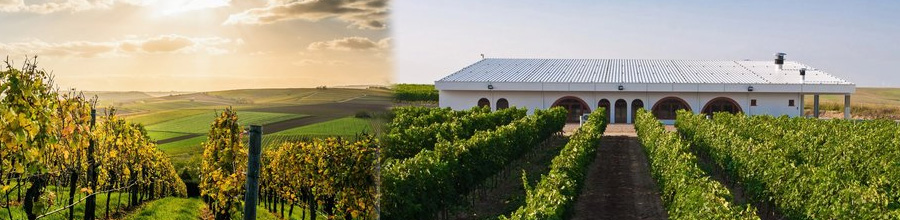 Vifrana - Podgorie producatoare de vin bio, Adamclisi / Constanta Logo
