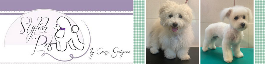 Stylish Pets - Salon infrumusetare canina Bucuresti Logo