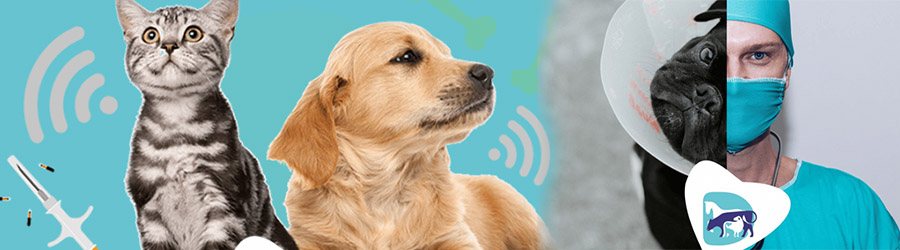 Dalgi Vet - Cabinet Veterinar Bucuresti Logo