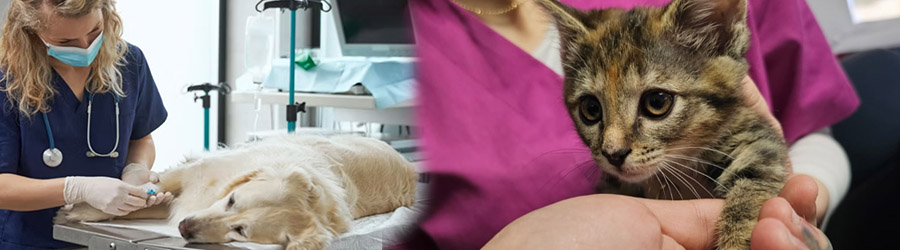Furry Friends - Clinica Veterinara Bucuresti Logo