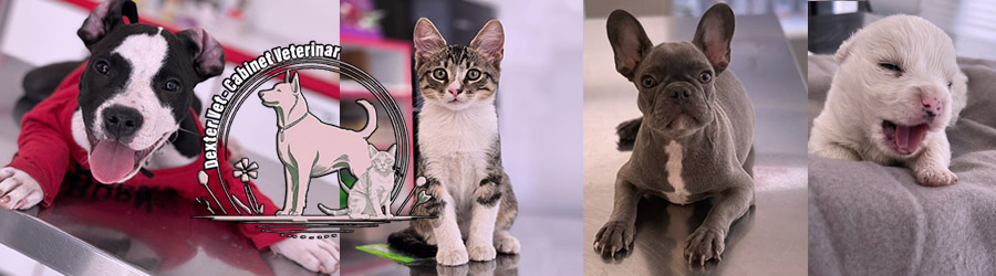 Dexter Vet - Cabinet veterinar Bucuresti Logo