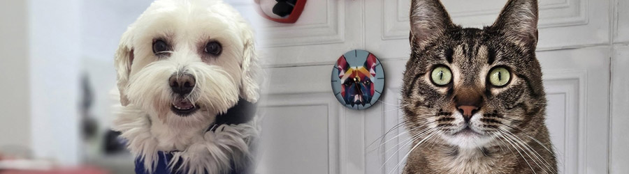 Hidro Vet Care - Cabinet veterinar sector 3 Logo