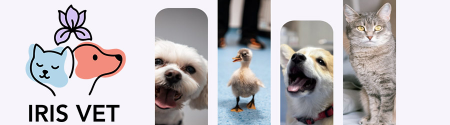 Iris Vet - Cabinet Veterinar Bucuresti Logo