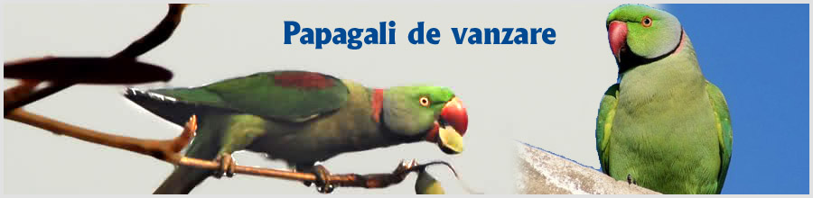 Papagali de vanzare Logo
